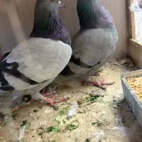 جفت سبز کاغذی