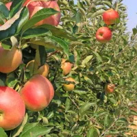 فروش باغ سیب و انواع میوه ها