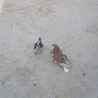 کبوتر افشون و چپ افشون