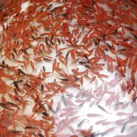 ماهی قرمز(ماهی گلی)