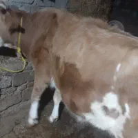 فروش گاو آبسن ۹ماه دورگ سمین تال