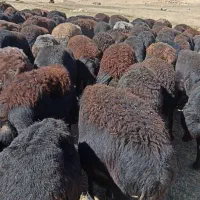 چت وتماس همیشه فعال است