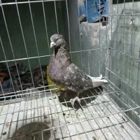 باسلام خدمت کفتر دم سفید ن