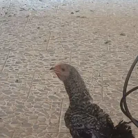 مرغ 9عدد خروس 2عدد
