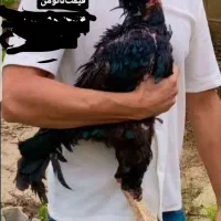 خروس لاری مشکی جوجه مولد سیاه  یه تیغ مشکی|حیوانات مزرعه|رشت, حومه رشت|دیوار