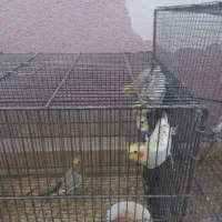 فروش عروس هلندی