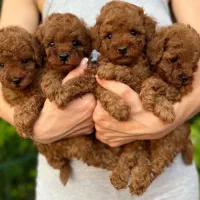 سگ پودل عروسکی..پودل toy