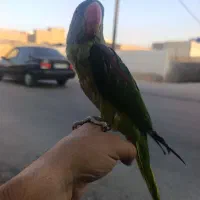 شاه طوطی|پرنده|ساوه, |دیوار