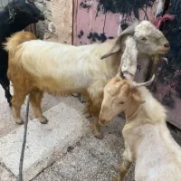 فروشی|حیوانات مزرعه|میناب, |دیوار