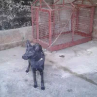 سگ ژرمن بلک.ماده7ماهه