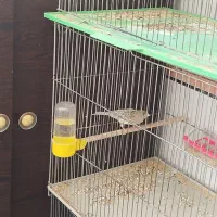 قناری|پرنده|خمینی‌شهر, |دیوار