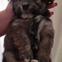 توله سگ|سگ|شیراز, شهرک قمشه|دیوار