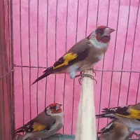 جوجه  سهره|پرنده|اصفهان, کوی امیریه|دیوار