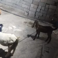 گوسفند