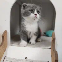 گربه اسکاتیش قیمت مناسب