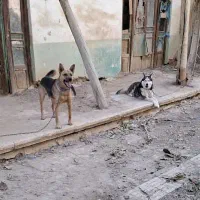 ژرمن شپرد اصلی و هاسکی چشم یخی ۲ساله