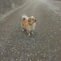 پامرین|سگ|کوهسار (البرز), |دیوار