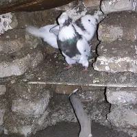 طوقی|پرنده|فاضل آباد, |دیوار