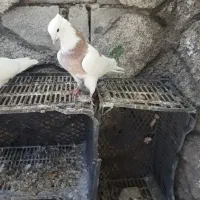 طوقی|پرنده|عجب شیر, |دیوار