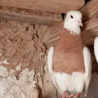 کبوتر طوقی بدونه غلط