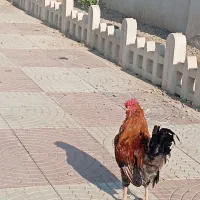 خروس چهل تاج رسمی