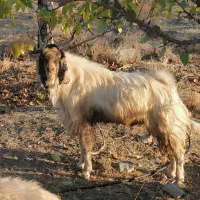 نری پاکستانی بافت