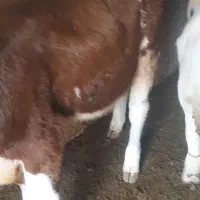 گوساله سیمینتال