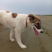 واگذاری سگ ژرمن میکس محلی رایگان|سگ|ماسال, |دیوار