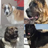 واگذاری سگ درشت سراب آلابای افغانی نگهبانی