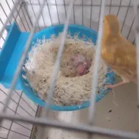 جفت قناری با جوجه