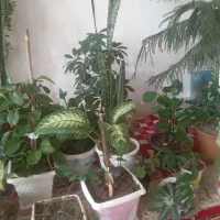 گل   خانگی|گل و گیاه طبیعی|مراغه, |دیوار