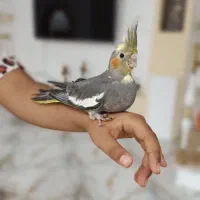 جوجه عروس هلندی