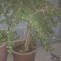 گل و گیاه|گل و گیاه طبیعی|چهاردانگه (تهران), |دیوار