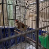 سیره زرد درجه یک معاوظه با قناری
