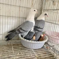 کله سفید فروشی سبزوار