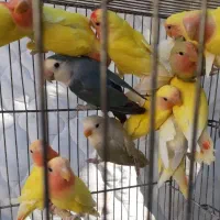 مرغ عشق وکوتوله دستی دررنگ های مختلف وکبوتر بلژیکی|پرنده|قم, چهار مردان|دیوار