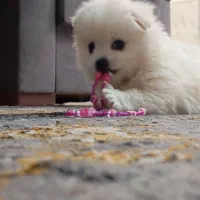 پامر عروسکی