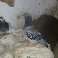 جفت سوسکی جوجه دم سفید سینه