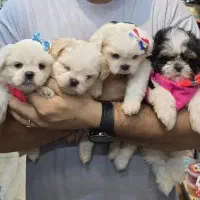 توله شیتزو عروسکی