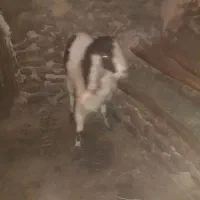 بز نر پاکستانی