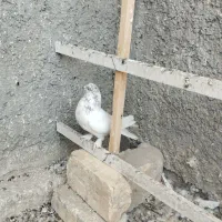 کبوتر|پرنده|معصومیه, |دیوار