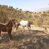 مادیان و کره اسب