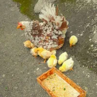 جوجه جاپنیز گلد متلد|حیوانات مزرعه|رشت, پورسینا|دیوار