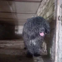 سگ پا کوتاه