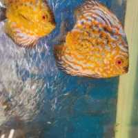 چهار عدد ماهی دیسکس بسیار زیبا و سرحال|ماهی|کرج, فاز ۴ مهرشهر|دیوار