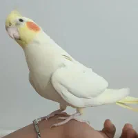 یک جفت عروس هلندی