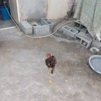 مادمرغ وخروس دومیلیون|حیوانات مزرعه|میناب, |دیوار