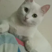 گربه نژاد تورکیش|گربه|نیشابور, بنیاد شهید|دیوار