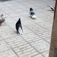 زاغ دم سفید