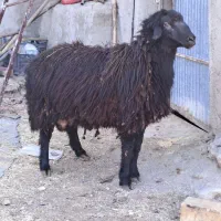 همو هترو|حیوانات مزرعه|سلطانیه, |دیوار